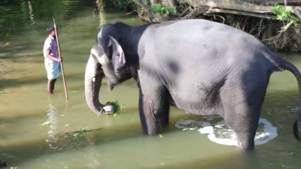 Olifant staande in een stroom en het eten van planten — Stockvideo