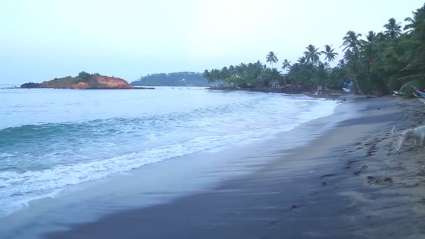 Beach dog looking for food — Stock Video