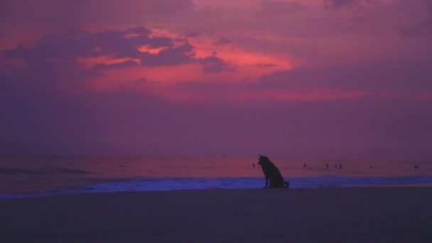 Pies siedzi patrząc na fale — Wideo stockowe