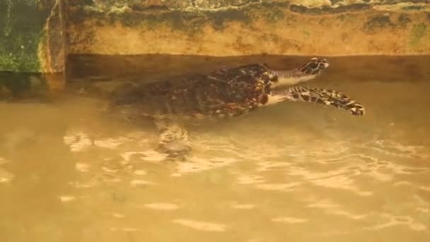 Adult turtle swimming in pool — Stock Video