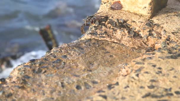 Pequeños cangrejos que caminan por la costa — Vídeo de stock