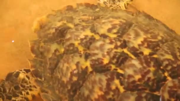 Sköldpadda simma i poolen — Stockvideo