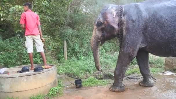 Man die geeft olifant wat water — Stockvideo