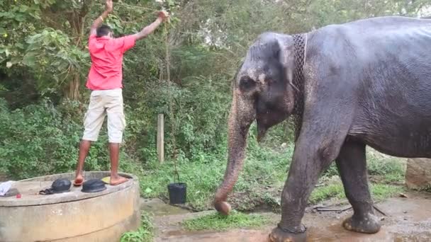 Man die geeft olifant wat water — Stockvideo