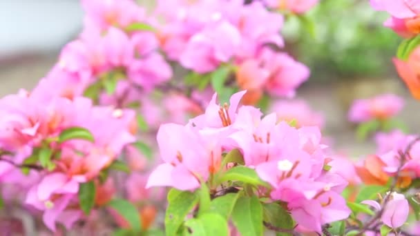 Вид розовой бугаинвиллеи, движущейся по ветру — стоковое видео