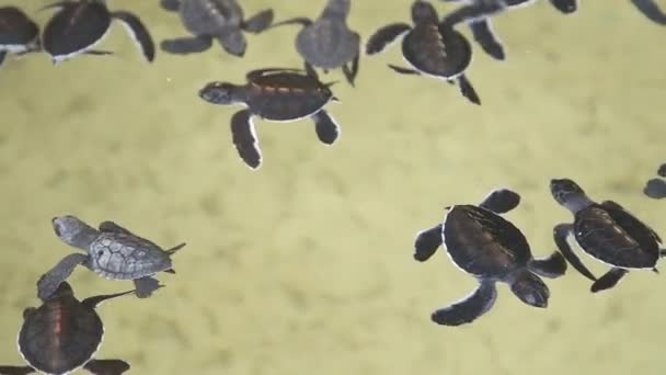 Bebé tortugas nadando en una piscina — Vídeos de Stock