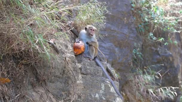 코코넛을 먹는 원숭이 — 비디오