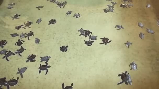 Baby turtles swimming in pool — Stock Video