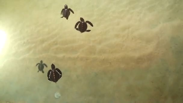 Baby turtles swimming in pool — Stock Video