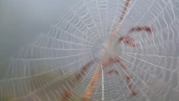 Bir örümcek ağı görünümünü rüzgarda akan bir çim kök üzerinde — Stok video