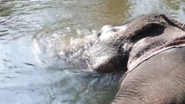 Elephant bathing in a stream — Stock Video