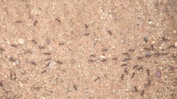 Fourmis se succédant sur sable 