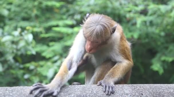 På nära håll beskåda av en apa nära den gyllene templet Dambulla. — Stockvideo