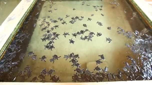 Baby turtles swimming in pool — Stock Video