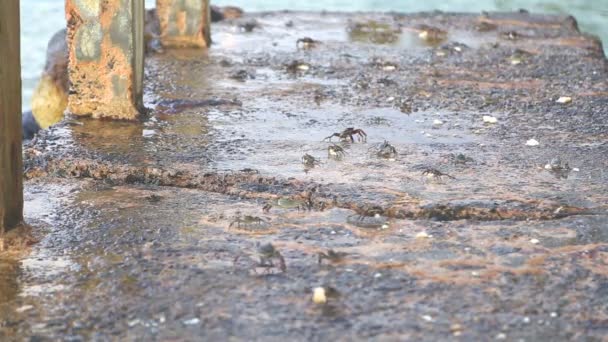 Petits crabes marchant sur le bord de la mer 