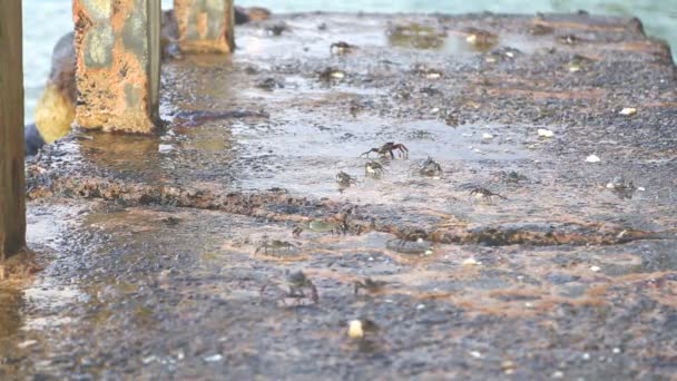 Petits crabes marchant sur le bord de la mer — Video