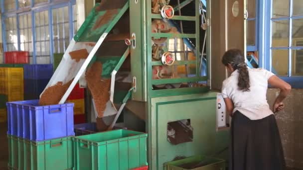 Woman working on a machine in the tea factory — Stock Video