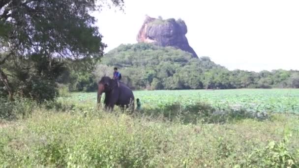 Olifant rijden in de natuur in burcht op Sigiriya — Stockvideo