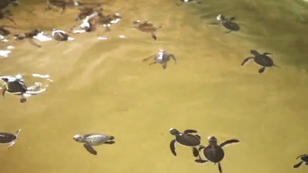 Маленькие черепашки плавают в бассейне — стоковое видео