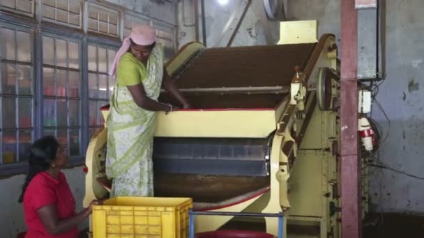 Mujeres trabajando en una máquina en la fábrica de té — Vídeo de stock