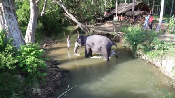 Éléphant debout dans un ruisseau et mangeant des plantes — Video