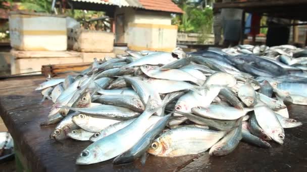 Pescado en el mercado de Hikkaduwa — Vídeo de stock