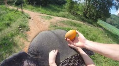 Filin havadan görünümü binmek filler baş ve meyve için ulaşmak için kaldırma gövde üzerinde küçük kızlar bacaklar ile.