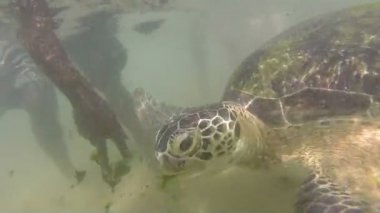 Deniz yosunu turistleri eğlendirmek için yerel adam tarafından besleniyor kaplumbağa