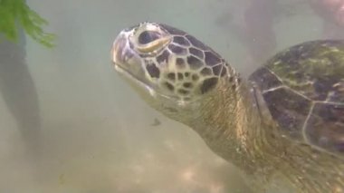 Deniz yosunu turistleri eğlendirmek için yerel adam tarafından besleniyor kaplumbağa