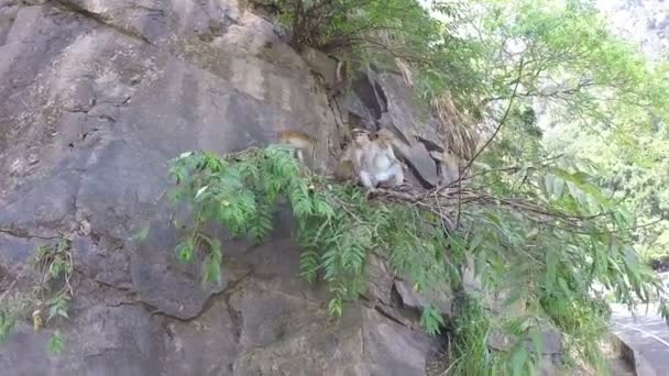 Söta apor klättra på klippan i Ella — Stockvideo