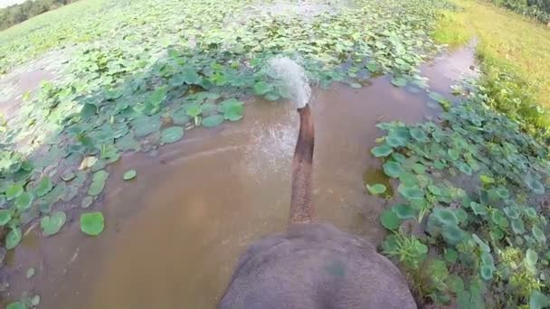 Olifant drinkwater uit de rivier in burcht op Sigiriya — Stockvideo