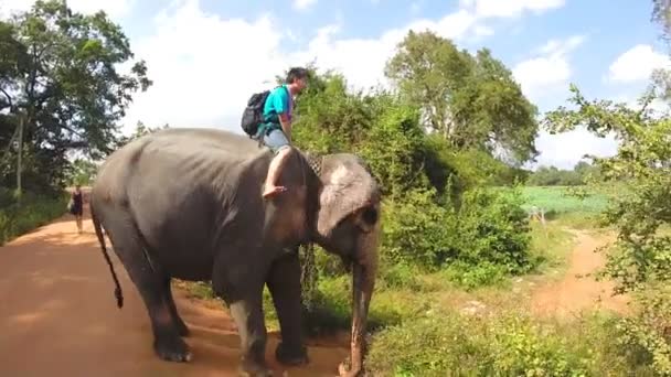 Turista desfrutando passeio de elefante — Vídeo de Stock