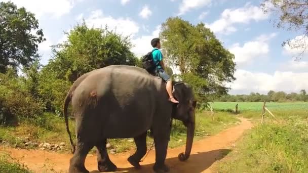 Turista disfrutando de paseo en elefante en pista de tierra — Vídeo de stock