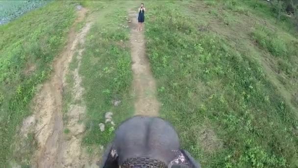 Elefante movendo-se lentamente pela estrada no campo . — Vídeo de Stock