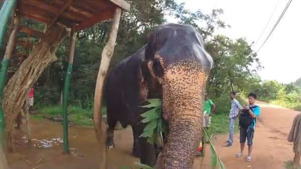 Vuxen elefant leker med stora trädgren. — Stockvideo