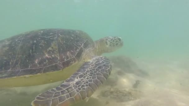 Tartaruga sendo alimentada com algas pelo homem local — Vídeo de Stock