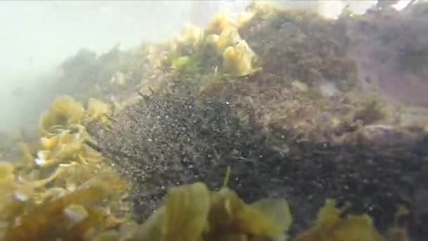 Lassított nézet víz alatti — Stock videók