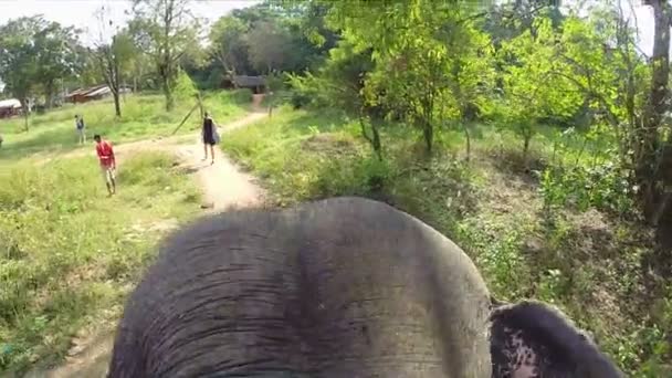 Ствол слона поднимается над головой во время сафари в лесу . — стоковое видео
