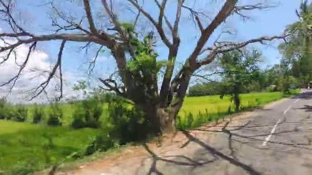 Blick aus fahrendem Jeep während einer Safari im Yala-Nationalpark. — Stockvideo