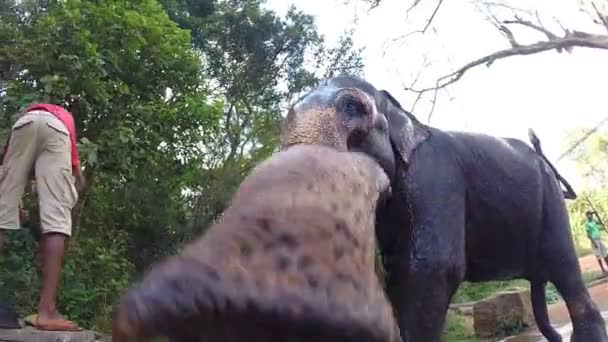 Gros plan de l'éléphant et du camion avec mahout lui donnant un seau d'eau à boire . — Video