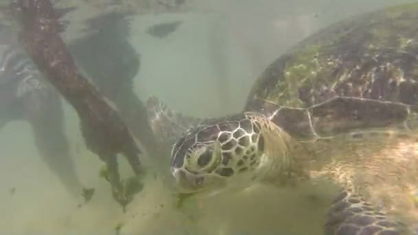 Turtle being fed seaweed by local man to entertain tourists — Stock Video