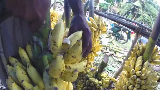 Mann hängt saftige Bananen auf — Stockvideo