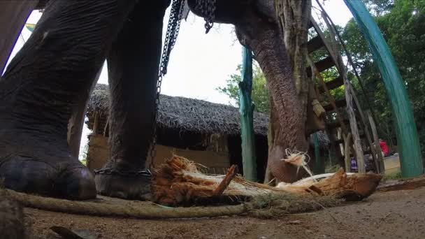 Elephant in natural surroundings chewing banana tree trunk. — Stock Video