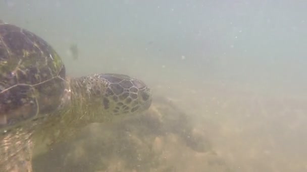 Черепаху кормят водорослями местные жители. — стоковое видео