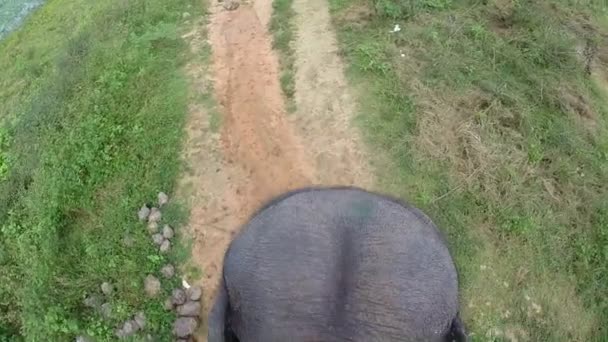 Vista aerea della corsa dell'elefante con testa e orecchie battenti — Video Stock