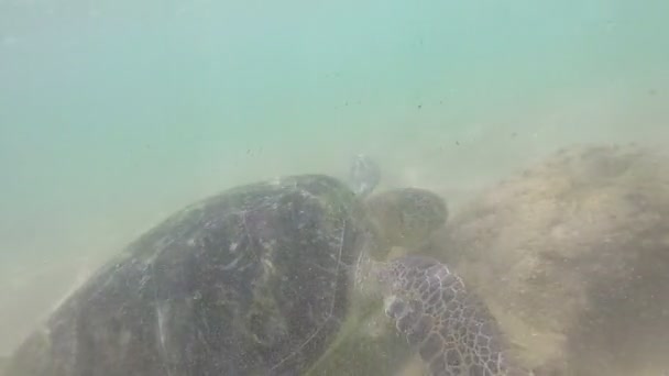 Tengeri teknős, tengeri alga táplálni a helyi férfi — Stock videók