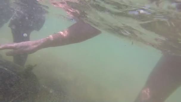 Deniz yosunu turistleri eğlendirmek için yerel adam tarafından besleniyor kaplumbağa — Stok video