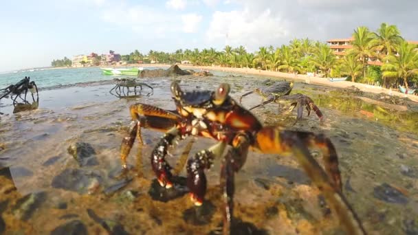 Krabben laufen auf Felsen — Stockvideo