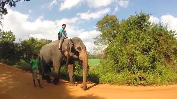 Turista disfrutando de paseo en elefante en pista de tierra — Vídeo de stock