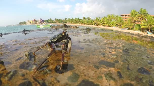 Kepiting berjalan di atas batu — Stok Video